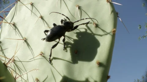 Close-up Cactus longhorn beetle climbing prickly pear Stock Footage 114889085