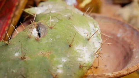 Close-Up of a Cactus. Macro Shot of a Prickly Cactus Stock Footage 277465772