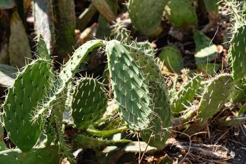 A close up of a cactus with many spines Stock Photos