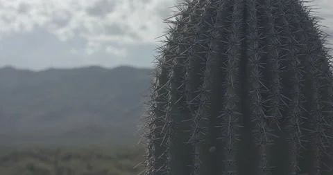 Close Up on Cactus with Mountain Range in Background Stock Footage 134342396