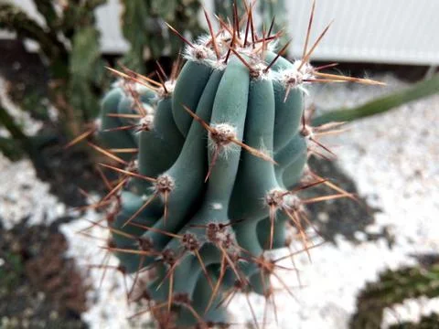 Close up of a cactus - nature Fotos de archivo