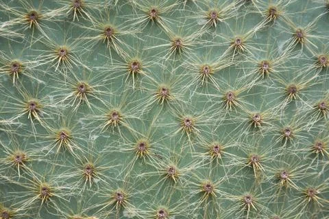 Close-up of cactus needles. Background, texture. Natural pattern, geometry. Stock Photos