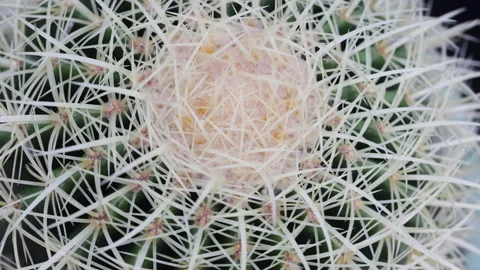 Close up of cactus needles. Stock Footage 302791745