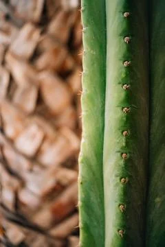 Close-up of a cactus with a palm tree in the background. Green against brown. Stock Photos