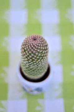 Close up of a cactus Stock Photos