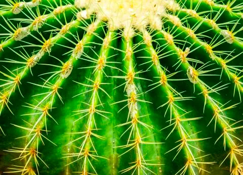 Close up cactus Stock Photos