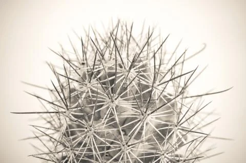 Close up of cactus Stock Photos