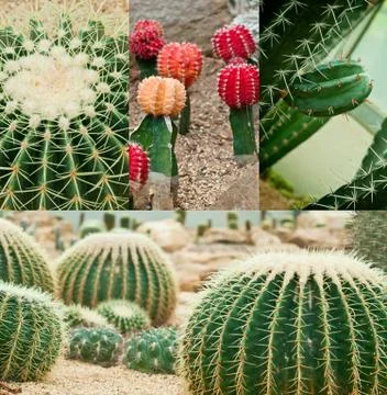 Close up of cactus. Stock Photos