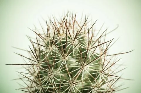 Close up of cactus Photos