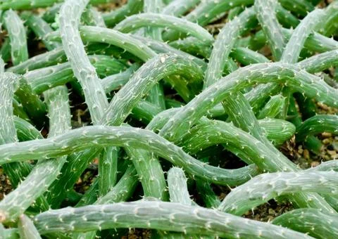 Close up of cactus. Stock-Fotos