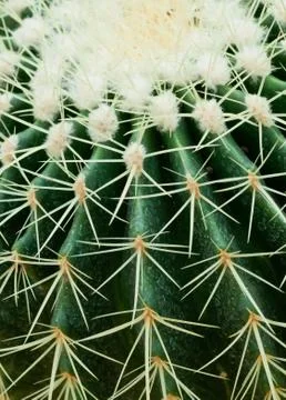 Close up of cactus. Stock Photos