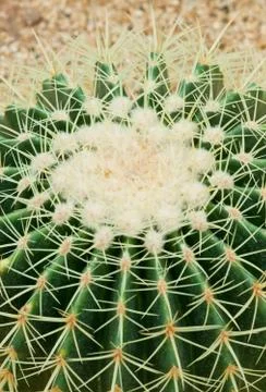 Close up of cactus. 스톡 사진