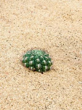 Close up of cactus. Stock Photos