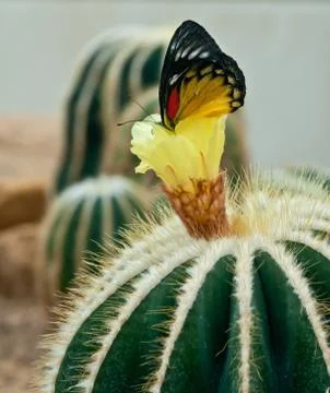 Close up of cactus. Stock Photos