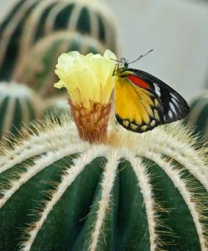 Close up of cactus. Stock Photos