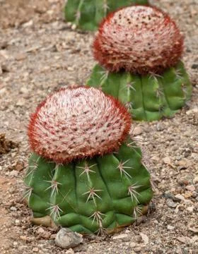 Close up of cactus. Stock Photos