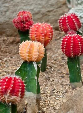 Close up of cactus. Stock Photos