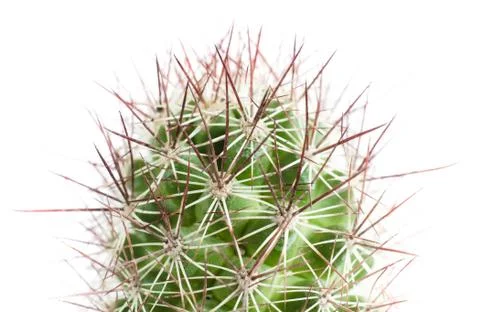 Close up of cactus Фото