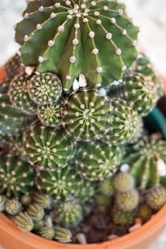 Close up cactus Stock Photos