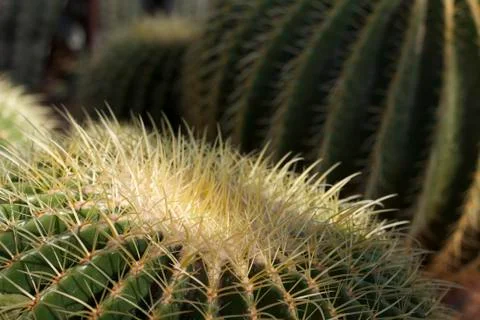 Close up of cactus Stock Photos