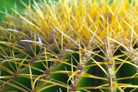 Close-up cactus Stock Photos