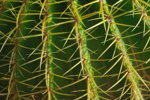 Close-up cactus Foto stock