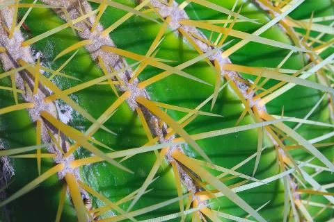 Close-up cactus Stock Photos
