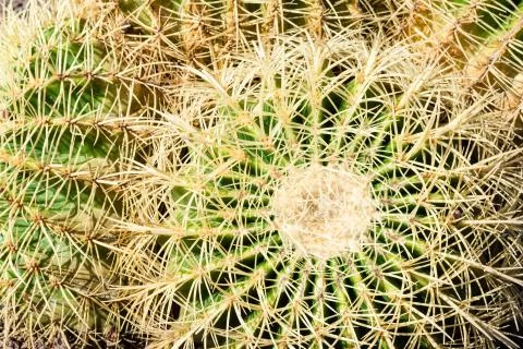 Close up cactus Stock Photos