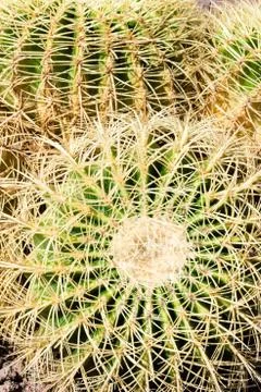 Close up cactus 스톡 사진