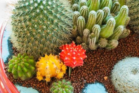 Close-up cactus Stock Photos