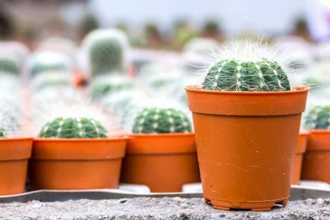 Close up of cactus Stock Photos