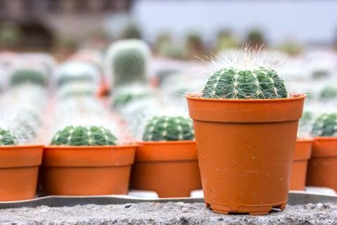 Close up of cactus Stock Photos