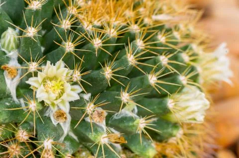 Close up cactus. Stock Photos