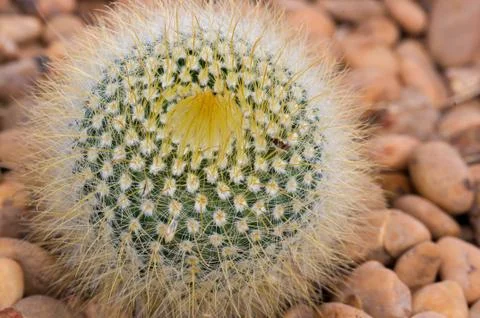 Close up cactus. Stock Photos