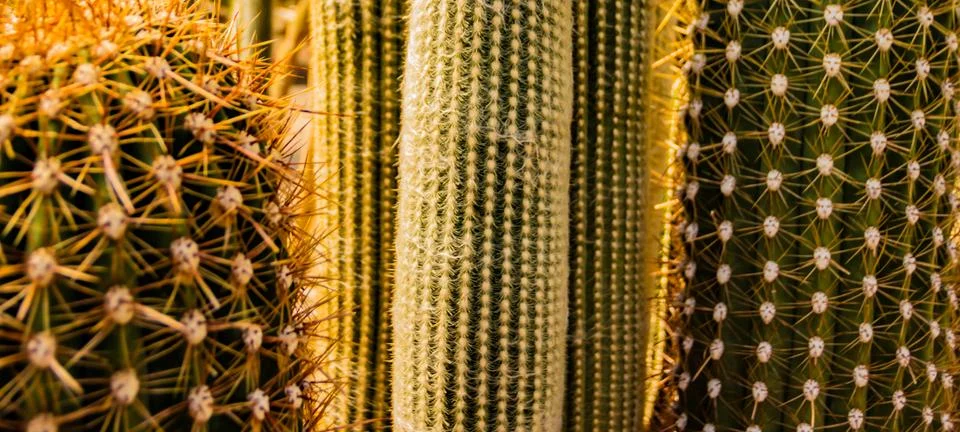 Close Cactus Foto stock