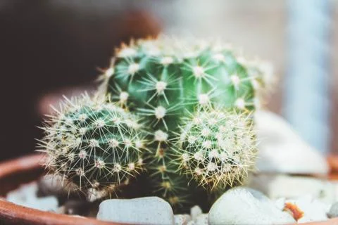 Close up Cactus Stock Photos