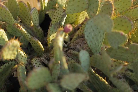 Close up of Cactus Stock Photos