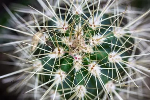 A close up of a cactus Stock Photos