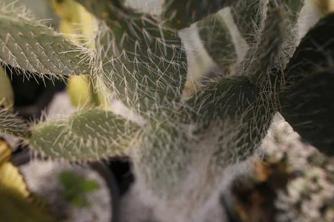Close up of cactus Stock Photos