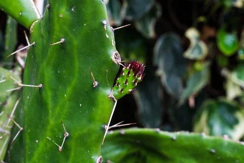 Close up of a cactus Stock Photos