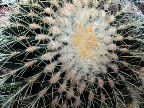 Close up of a cactus 库存照片