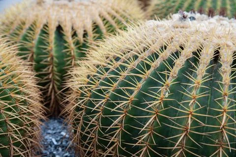 Close-up cactus Foto stock