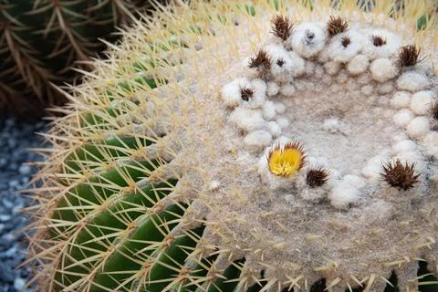Close-up cactus Stock Photos