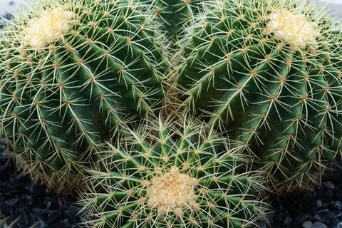 Close-up cactus Foto stock