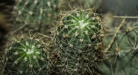 Close up of a cactus Stock Photos