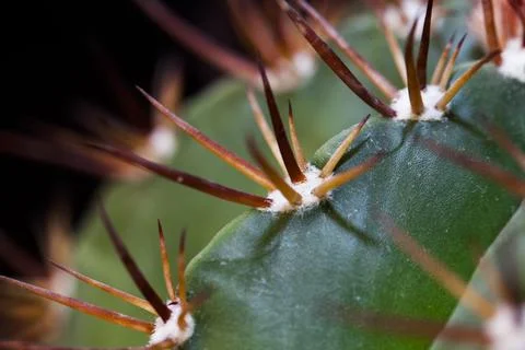 Close up of a cactus 写真素材