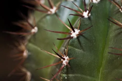 Close up of a cactus Stock Photos