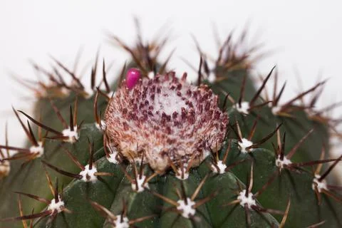 Close up of a cactus Stock Photos
