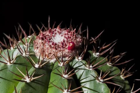 Close up of a cactus Stock Photos