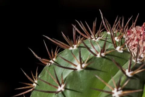 Close up of a cactus Foto stock